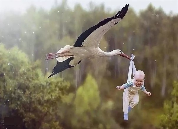 Родовая программа